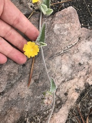 Daustinia montana