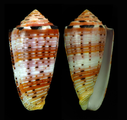 Conus aurisiacus observed 2019-01-19