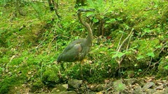 Ardea herodias