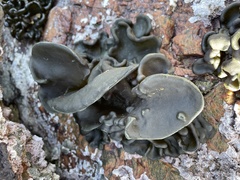 Codium lucasii