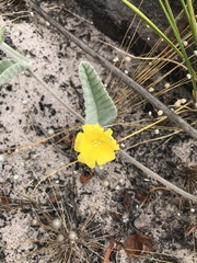 Daustinia montana