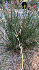 Hesperaloe parviflora