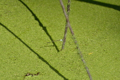 Agriocnemis exsudans