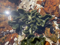 Codium lucasii