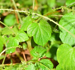 Peperomia hispiduliformis