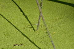 Agriocnemis exsudans