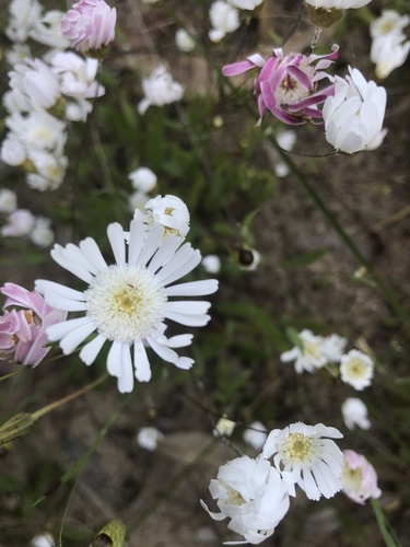 Podolepis gracilis Graham