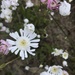Podolepis gracilis - Photo (c) ollybolly, μερικά δικαιώματα διατηρούνται (CC BY-NC)