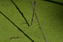 Agriocnemis exsudans