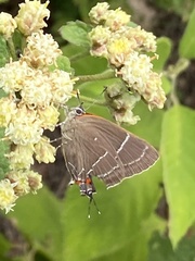 Parrhasius moctezuma