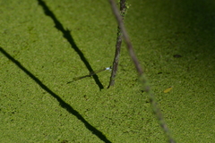Agriocnemis exsudans