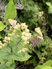 Parrhasius moctezuma