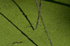 Agriocnemis exsudans