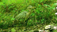 Ardea herodias