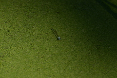 Agriocnemis exsudans
