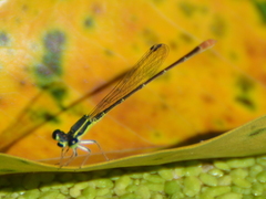 Agriocnemis exsudans