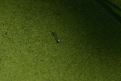 Agriocnemis exsudans