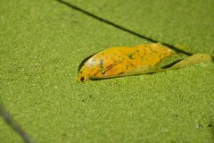 Agriocnemis exsudans