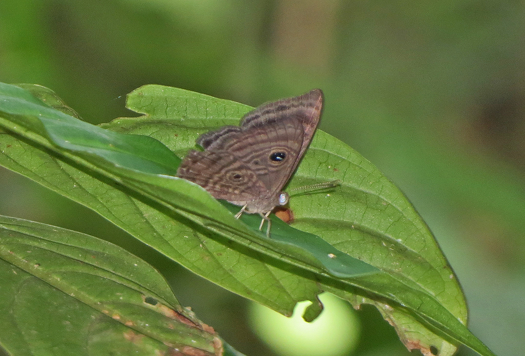 Mesosemia walteri