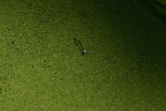 Agriocnemis exsudans