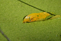 Agriocnemis exsudans