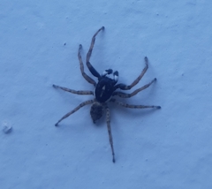 Menemerus semilimbatus