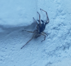 Menemerus semilimbatus