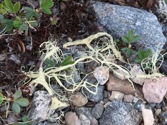 Alectoria vexillifera