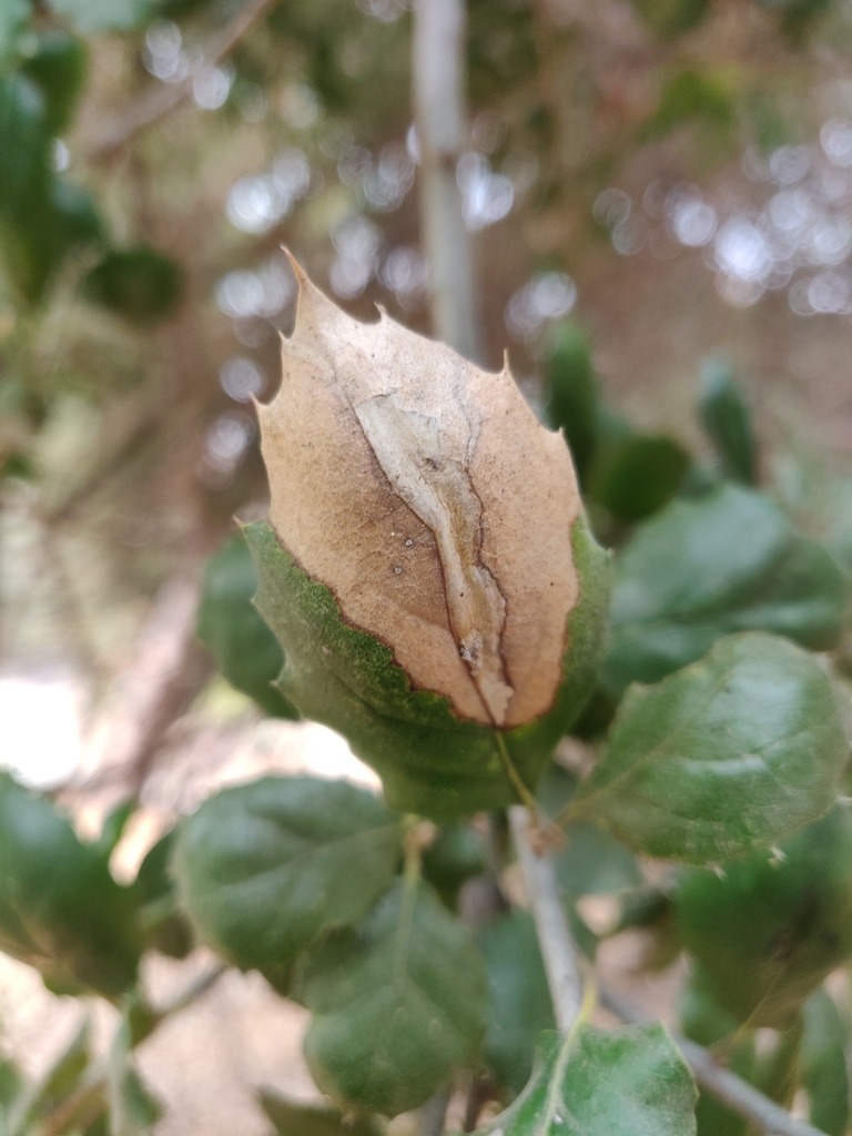 Stilbosis dulcedo