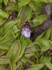 Pinguicula calyptrata
