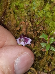 Pinguicula calyptrata