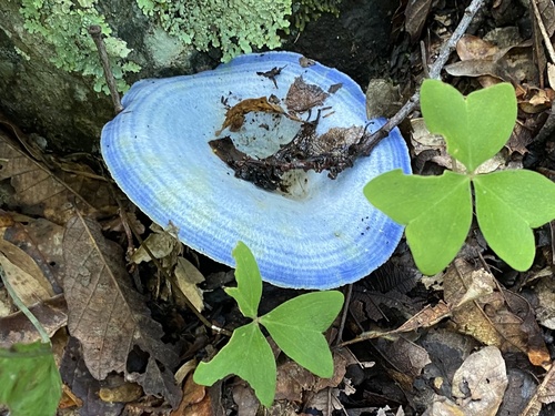 Indigo Milk Cap