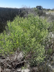 Baccharis halimifolia image