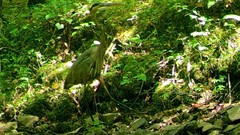 Ardea herodias