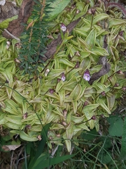 Pinguicula calyptrata