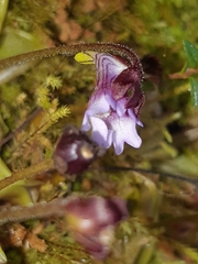Pinguicula calyptrata