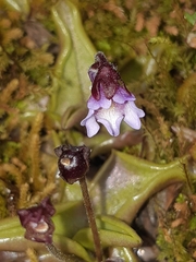 Pinguicula calyptrata
