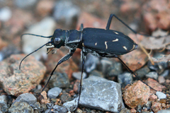 Cicindela obsoleta