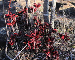 Kalanchoe sexangularis sexangularis