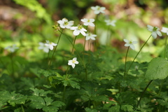 Anemonastrum flaccidum