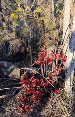 Kalanchoe sexangularis sexangularis