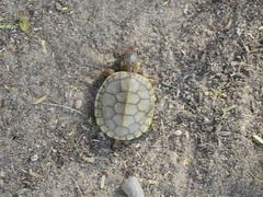 Trachemys hartwegi