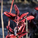 Kalanchoe sexangularis - Photo (c) Wynand Uys, algunos derechos reservados (CC BY), subido por Wynand Uys