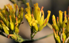 Kalanchoe sexangularis sexangularis