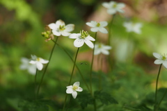 Anemonastrum flaccidum