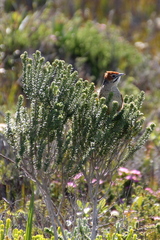 Sphenoeacus afer afer