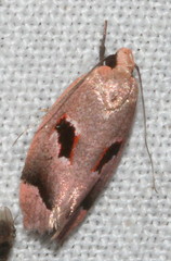 Acanthodela erythrosema
