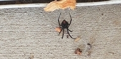 Latrodectus hesperus