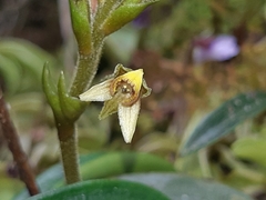 Pterichis