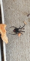 Latrodectus hesperus